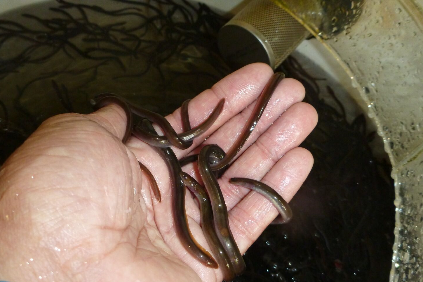 A half submersed hand holding baby eels