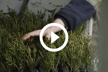 Pencil pine tree seedlings sitting in a crate, with a hand extended brushing over the top of them
