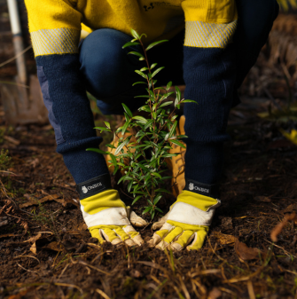 A small green tree being planted into the ground, with a person in Hydro Tasmania high-vis clothing pushing the tree down into the ground.