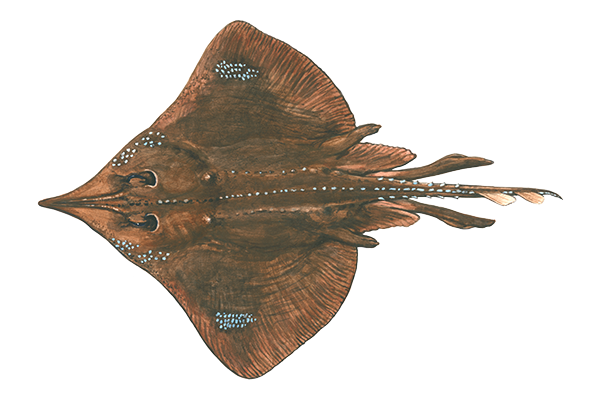 Maugean Skate_transparent